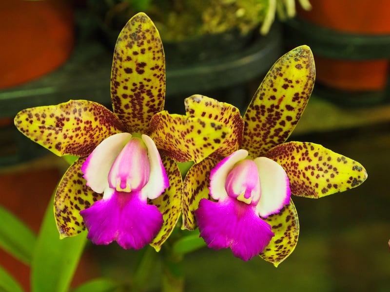 Cattleya Orchid