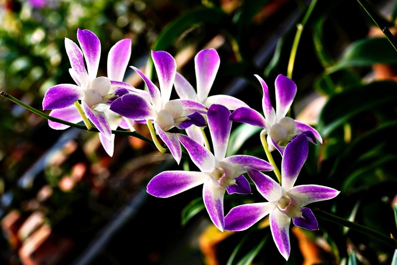 Dendrobium Orchid