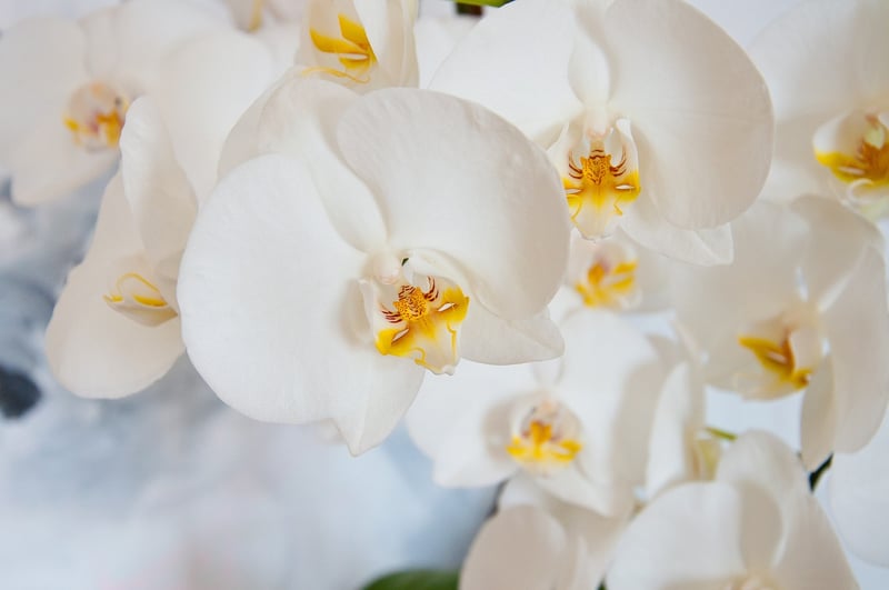 Phalaenopsis Orchid